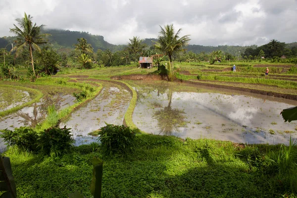 Çeltik tarlaları ya da pirinç bitkilerinin yetiştiği Sawa arazisi