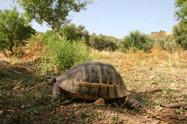 Sıradan kaplumbağa, Testudo Graeca, Akdeniz 'in vahşi ormanlarında orman zemininde geziniyor.