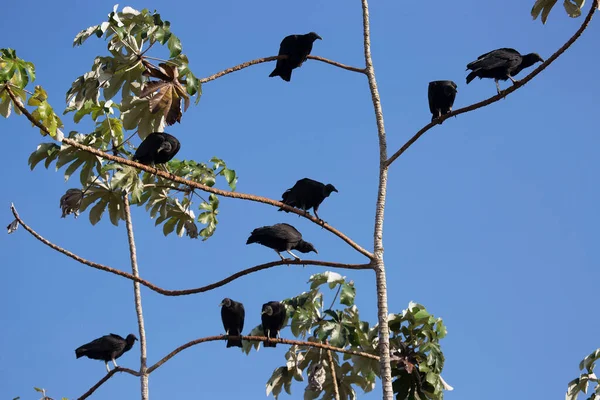 Kumsaldaki güzel kuşlar