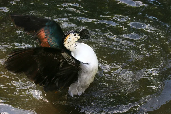 Uccello Acqua — Foto Stock