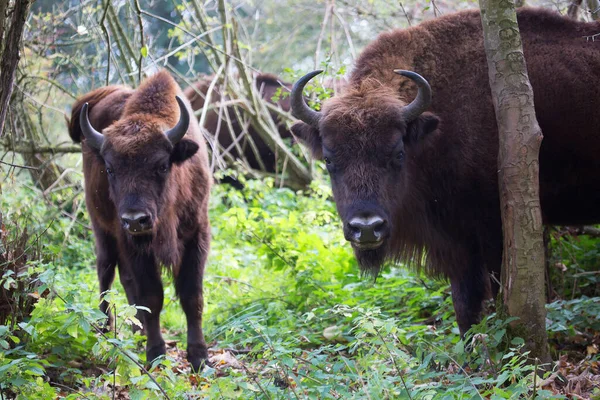 Genç bir bizonun portresi