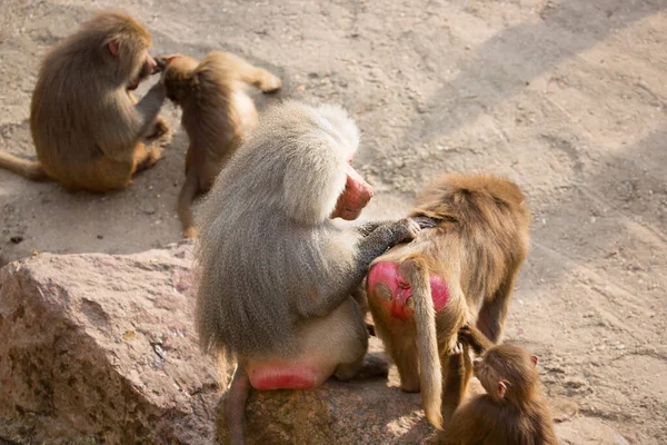 Hamadryas babun ailesi, papio hamedryas, birlikte oturup birbirlerini tımar ediyorlar.