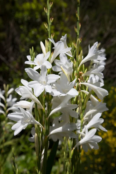 Fleurs Blanches Dans Jardin — Photo