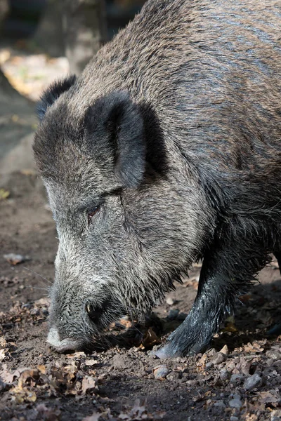 Yaban domuzu ya da domuz, Sus Scrofa, çamurda yiyecek arıyor.