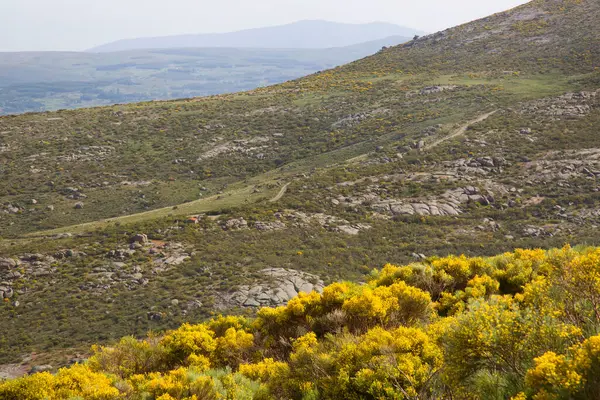 Malerische Berglandschaft Mit Gelben Büschen — Stockfoto