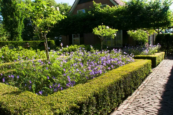 Belles Fleurs Dans Jardin — Photo