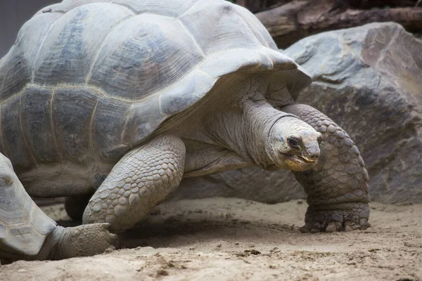 Dev kaplumbağanın yakın görüntüsü