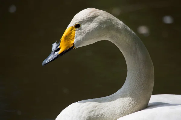 Cigno Bianco Lago — Foto Stock