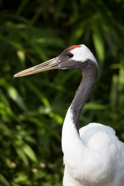 Cigno Bianco Nel Lago — Foto Stock