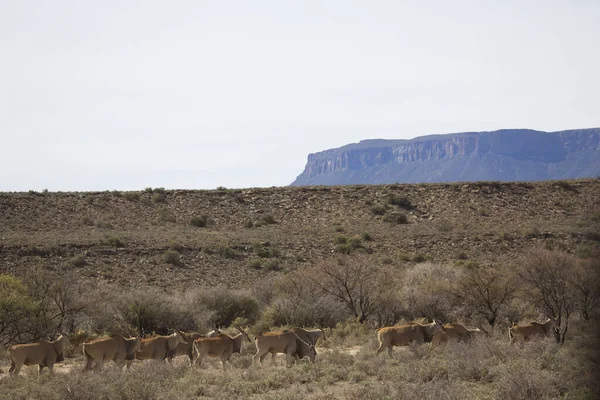 Büyük Kudu, yayılım gösterir: strepsiceros