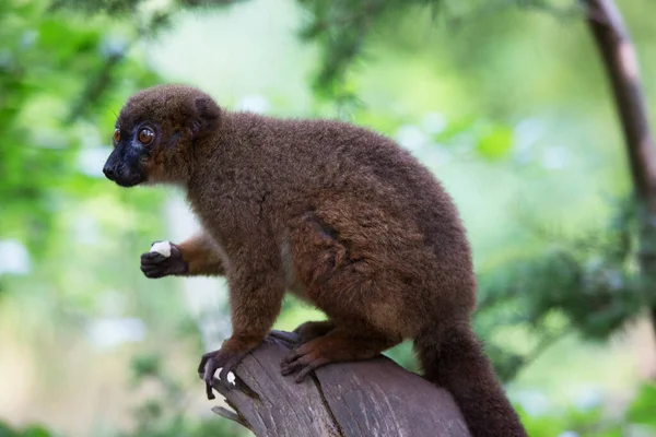 Closeup Shot Cute Monkey Sitting Tree — Stock Photo, Image