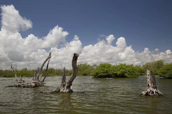 Alçakta uzanan orman, ölü ağaçlar ve kütüklerle sonuçlanır.