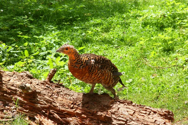 Primer Plano Hermoso Pájaro — Foto de Stock