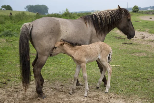 Nehir kıyısında başıboş gezen vahşi Konik atları ve hendekler, kısraklı kısrağın annesi