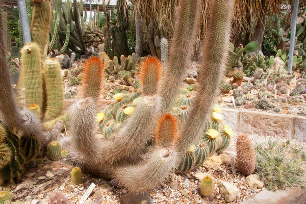 温室内で成長している多肉植物サボテンの閉鎖は — ストック写真