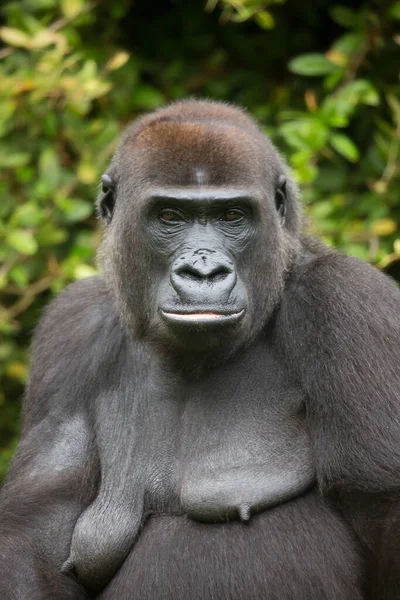 Batı ova gorilinin yakın görüntüsü  