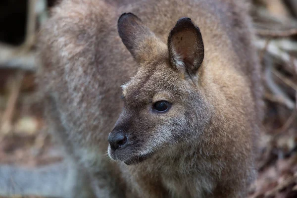 Een Close Shot Van Een Kangoeroe Natuurlijke Habitat — Stockfoto