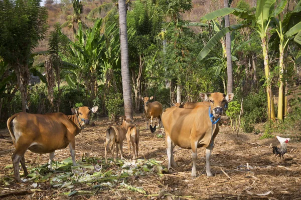 Grupo Vacas Floresta — Fotografia de Stock