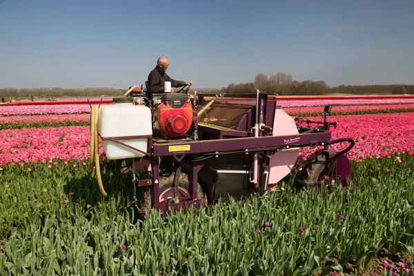 Arbetar Jordbruk Maskin För Att Separera Tulpaner Blomma Huvuden Tulpan — Stockfoto