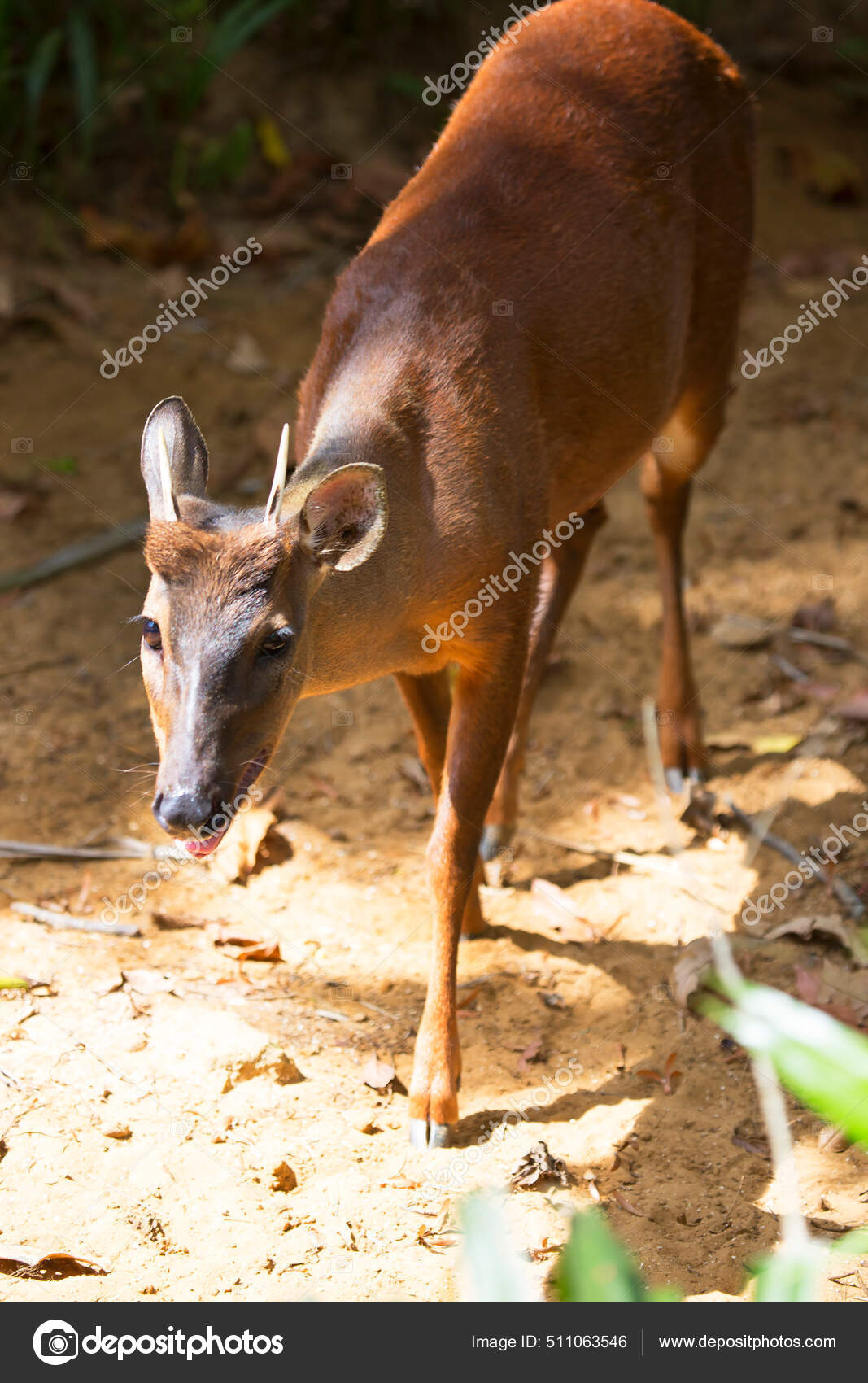 Red Brocket Mazama Americana Walking Rounds Fence Stock Photo by ©DirkM