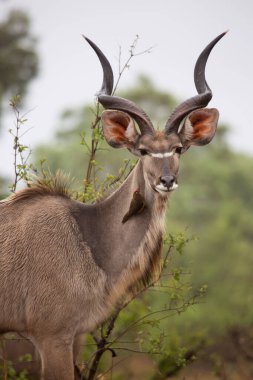 Erkek ya da boğa daha büyük kudu Tragelaphus strepsiceros 'un çalıların arasında duruşu.