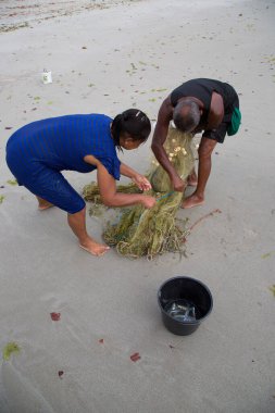 Sahilde ağlarla çalışan insanlar, seyahat çekimleri.