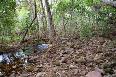 Ormanın güzel manzarası