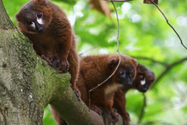 Kırmızı karınlı Lemur (Eulemur rubriventer)
