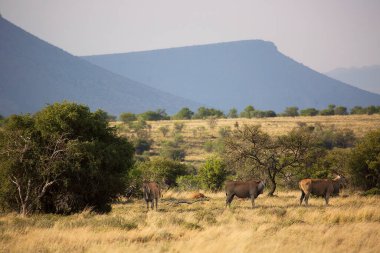 Doğadaki bir grup antilop. Ulusal Park