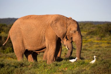 Afrika savan fillerinin aile sürüsü çim tarlalarında sarı yabani çiçeklerle otluyor.
