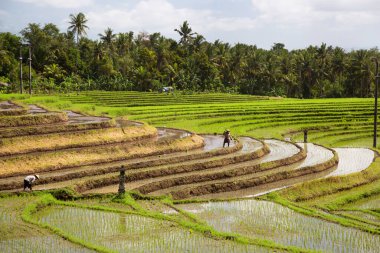 Terasta çalışan insanlar pirinç tarlaları, sawa 