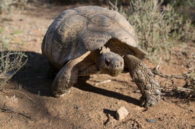 Leopar kaplumbağa, Stigmochelys pardalis, yiyecek yeşil ve taze bitkiler bulmak için hızla yürüyorlar.
