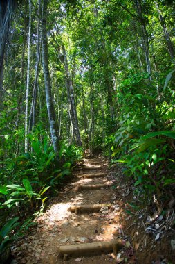 Güzel botanik çekimi, tropik yeşillik boyunca uzanan patika.