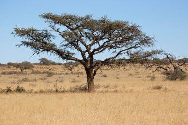 Güzel bir bozkır manzarası.   