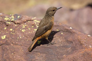 Bir kuşun yakın plan çekimi.