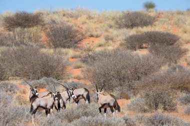 Gemsbok sürüsü ya da Güney Afrika antilobu, Afrika antilobu ceylanı Kalahari çölündeki kuru otların arasında yürüyor ve otluyor.