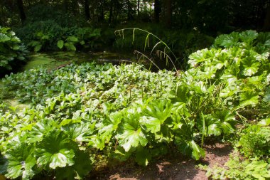 Yazın güzel bir bahçe