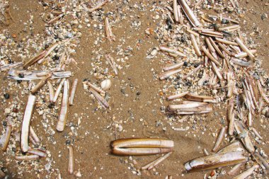 Kumsalda ensis yığını