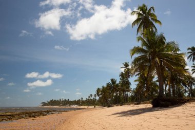 Güneş, deniz, palmiye ağaçları ve ıssız ve el değmemiş tropik bir sahilde kum.