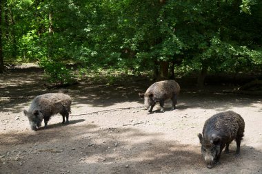 Bir grup genç hayvan.