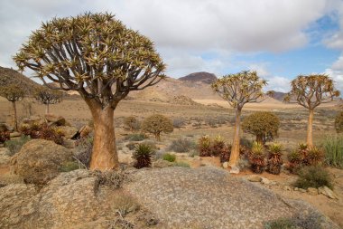 Titrek ağaçlar veya Kokerboom ormanı, Aloidendron ikilemi, Karoo bölgesinin tipik ıssız kayalık çöl manzarası ve Nothe Cape