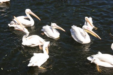 Nehir üzerindeki pelikanlar (Pelecanus onocrotalus)