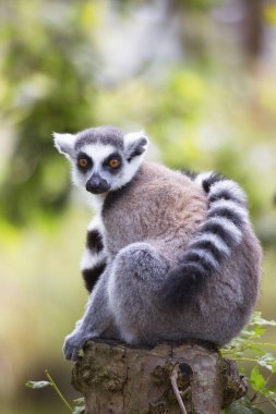 Halka kuyruklu lemur (Lemur catta)
