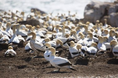 Sahildeki doğal yaşam alanındaki deniz kuşları sürüsü.