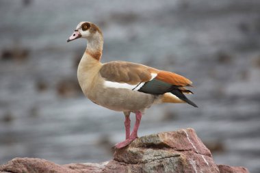 Mısır kaz, alopochen aegyptiaca