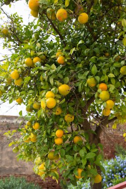 olgun portakallar bahçedeki ağaçta gün batımında