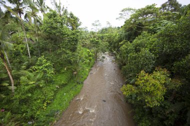 Yeşil orman sahnesinde akan kayalık nehir