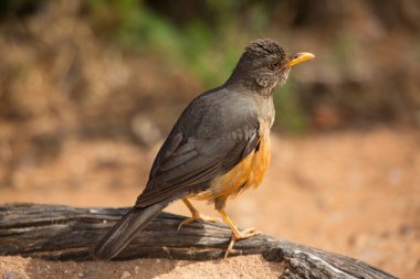 Bir kuş ağaç dalında oturuyor.