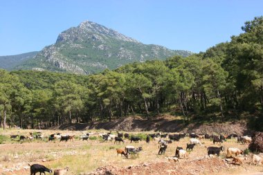 Dağlı ve mavi gökyüzü olan dağ manzarası