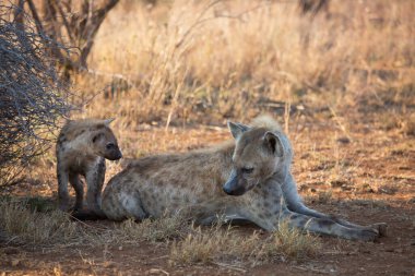 Vahşi hayatta vahşi bir sırtlan